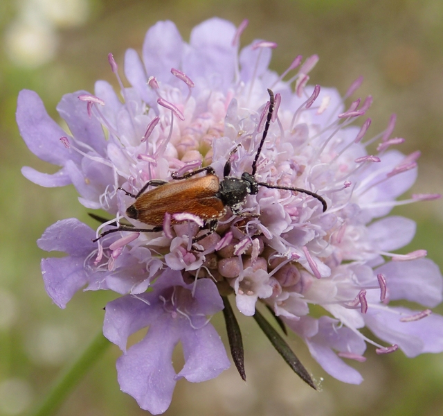 Pseudovadonia livida, Cerambycidae